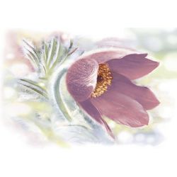DWU07LIL005 декор Lila 249*364*6,5 (10 шт. в коробке)